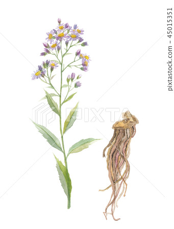 Shion Shion Shion Shion 45015351