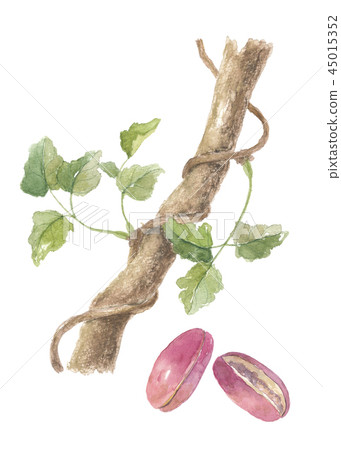 Akebino stem and fruit 45015352