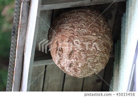 屋簷下的大黃蜂和巢 45015458