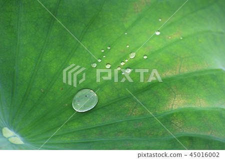 荷葉 荷葉 45016002