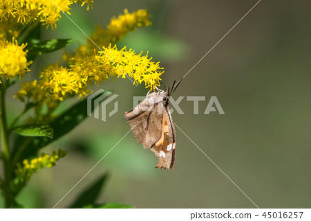 Tenured butterfly Tenured butterfly 45016257