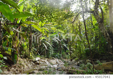landscape of forest and rive in forest landscape of forest and rive in forest 45017041
