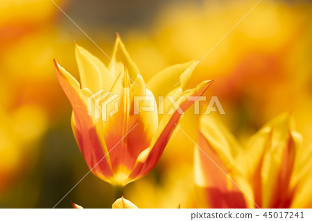 Tulip 45017241