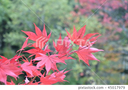 Autumn leaves Autumn leaves 45017979