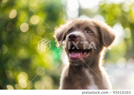 Cute puppy with natural bokeh background Cute puppy with natural bokeh background 45018163