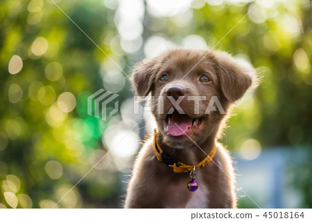 labrador retriever puppy with natural bokeh 45018164