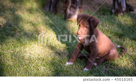 brown puppy play on grass field brown puppy play on grass field 45018165