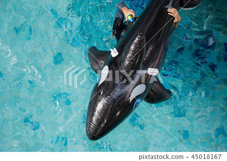 Top view of inflatable dolphin on pool Top view of inflatable dolphin on pool 45018167