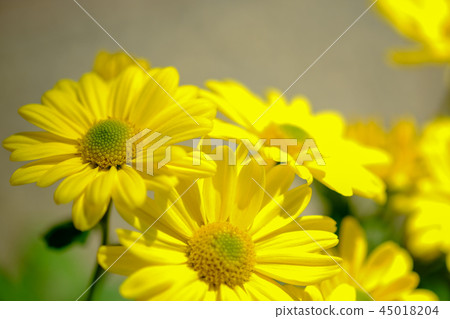 噴菊花 45018204