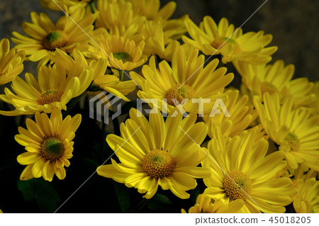 噴菊花 45018205