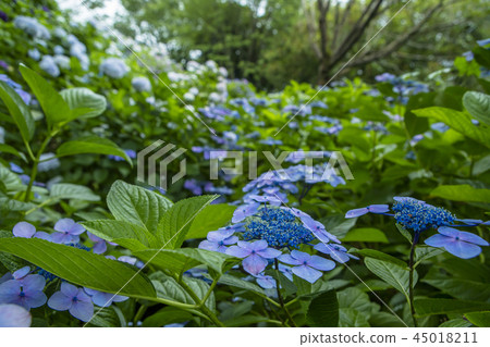Hydrangea flower bud Hydrangea flower bud 45018211