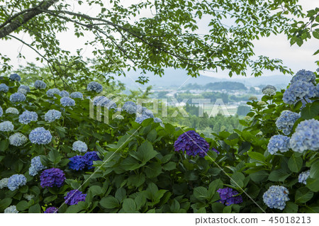 Hydrangea hydrangea Hydrangea hydrangea 45018213