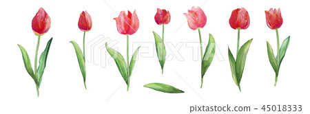 Tulips, red flowers, fresh flowers. 45018333