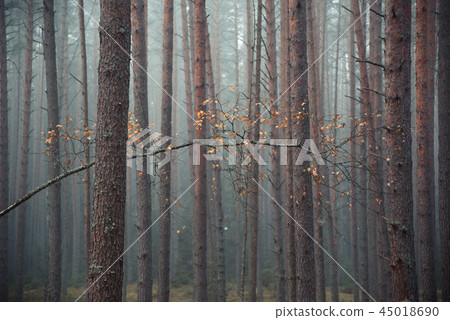 Pine forest in the early morning 45018690
