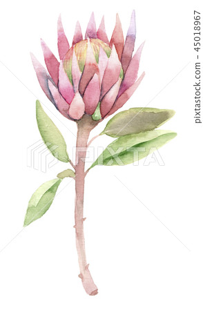 succulent in watercolor 45018967