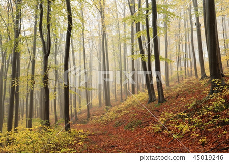 Path through an autumn beech forest 45019246