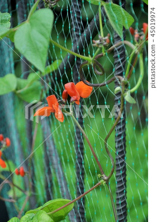 Flowers of decorative sweet peas on a grid 45019974