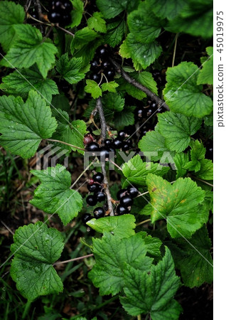 Black currant branch with berries and leaves 45019975