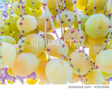 Close up to fresh and fruitful of star gooseberry 45020086