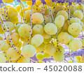 Close up to fresh and fruitful of star gooseberry 45020088