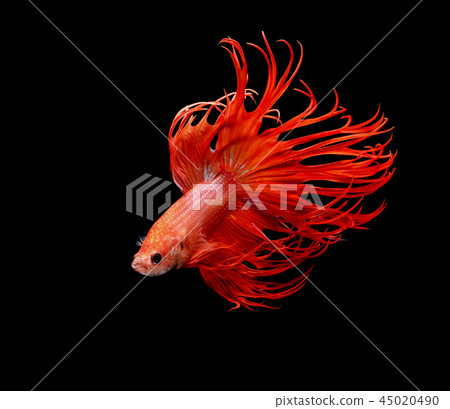 Siamese fighting fish on black background. 45020490