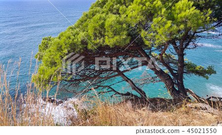 Beautiful pine trees growing on a slope near sea 45021550