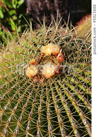 Large cactus with yellow flowers Large cactus with yellow flowers 45021688