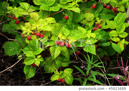 Raspberry bush with bright ripe berries Raspberry bush with bright ripe berries 45021689