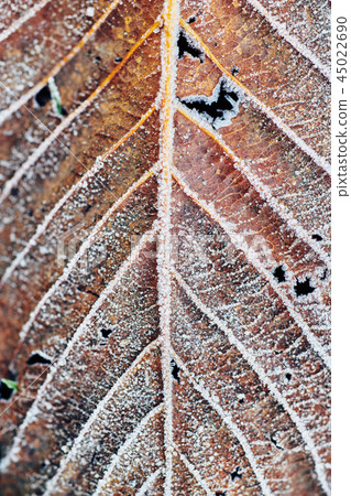 Beautiful fallen leaves covered with frost Beautiful fallen leaves covered with frost 45022690
