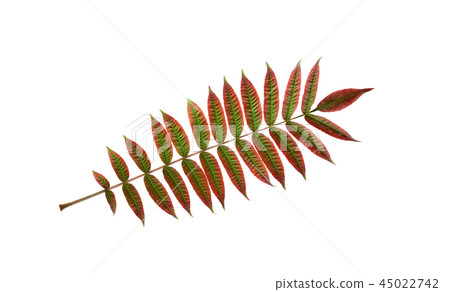 Isolated Sumac Spice Herb Leaf (Rhus Coriaria). Isolated Sumac Spice Herb Leaf (Rhus Coriaria). 45022742