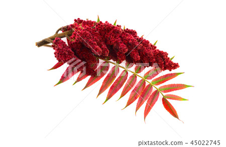 Isolated Sumac Spice Herb Drupe (Rhus Coriaria). 45022745