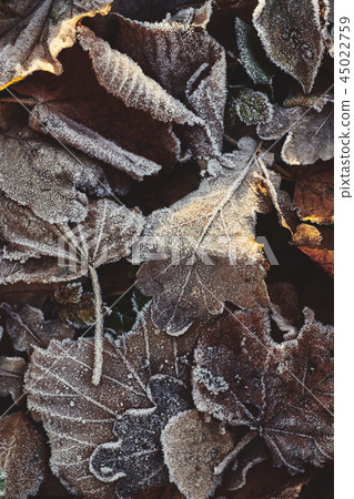 Beautiful fallen leaves covered with frost Beautiful fallen leaves covered with frost 45022759