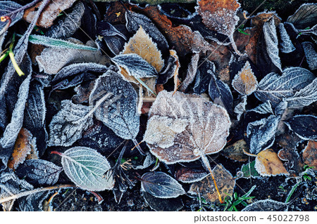 Beautiful fallen leaves covered with frost 45022798