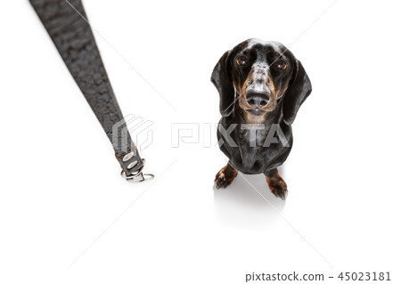 dog and owner with leash dog and owner with leash 45023181