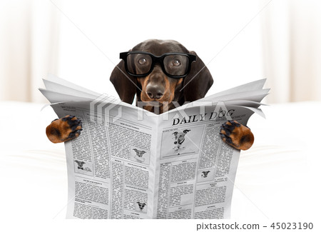 dog reading newspaper 45023190
