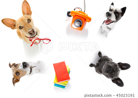 office worker businessman couple of team dogs office worker businessman couple of team dogs 45023191