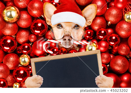 christmas santa claus dog and xmas balls 45023202