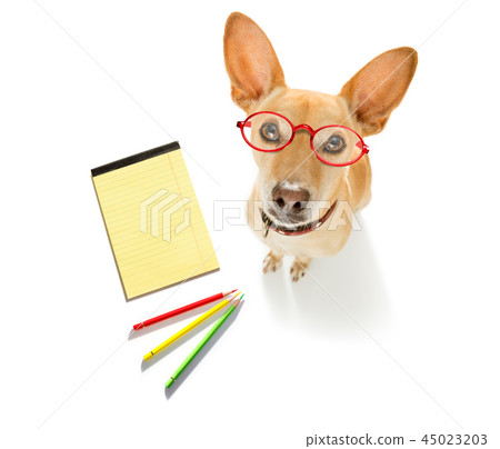 office worker businessman dog 45023203