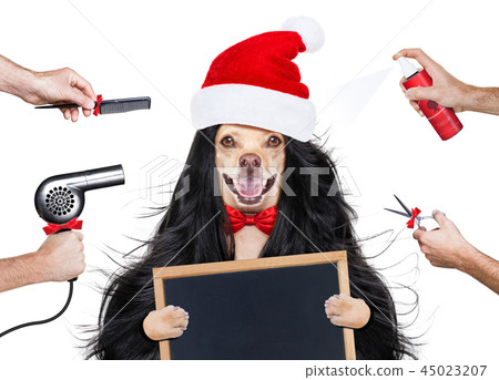 grooming dog at the hairdressers 45023207