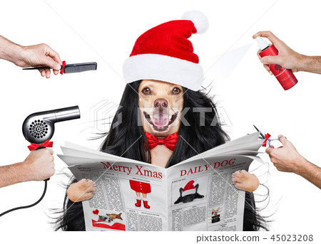 grooming dog at the hairdressers 45023208