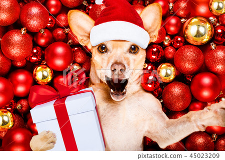 christmas santa claus dog and xmas balls 45023209