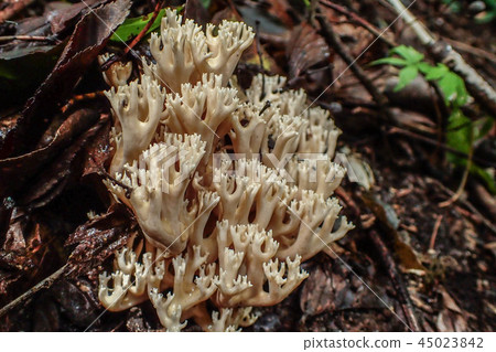 Hana Tora Hana Tora 45023842