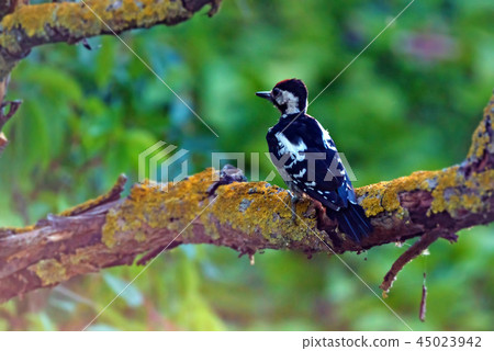 A Syrian woodpecker or Dendrocopos syriacus close A Syrian woodpecker or Dendrocopos syriacus close 45023942