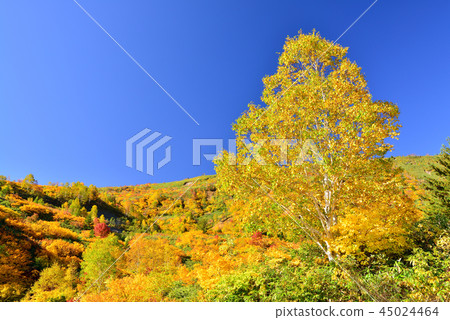 Autumn leaves of Hachimantaira Autumn leaves of Hachimantaira 45024464