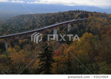 Autumn leaves in Hokkaido 45024904