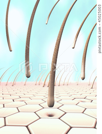 Several falling hairs that detach from the skin Several falling hairs that detach from the skin 45025003