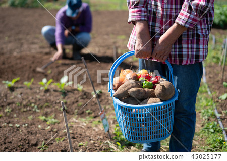 Agriculture vegetables harvest producer farmers 45025177