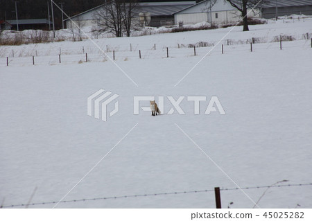 Snowy fox _ Hokkaido Snowy fox _ Hokkaido 45025282