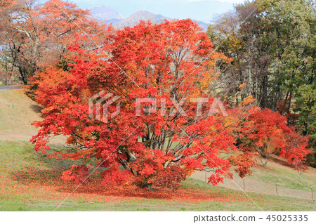 Seven color maple of Shinshu Omine plateau 45025335