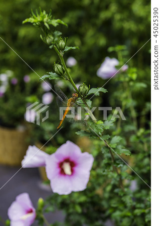 蜻蜓 蜻蜓 45025390
